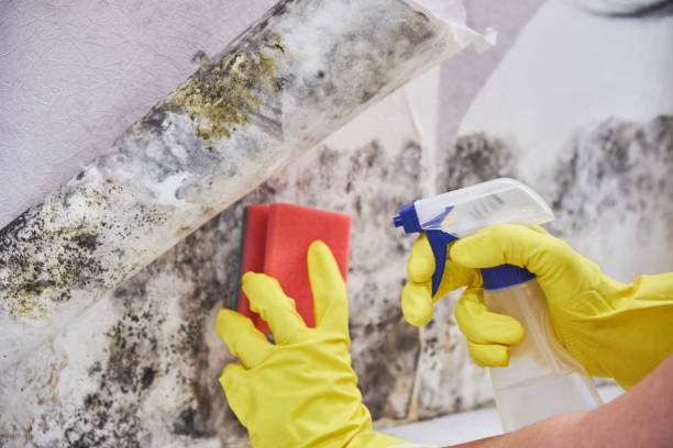 Best Mold Removal for HVAC Installations  in Bridgeport, NE